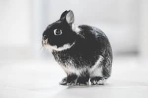 rabbit on the floor