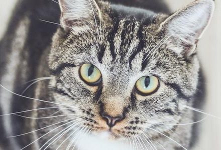 cat looking up
