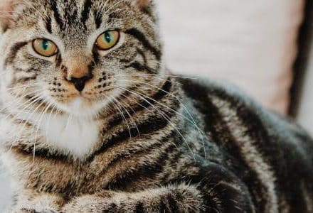 cat on an armchair