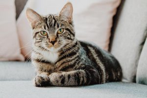 cat on an armchair