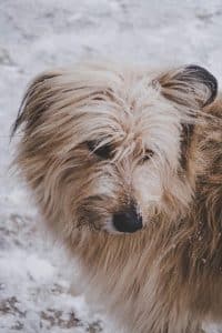 long haired dog in snow
