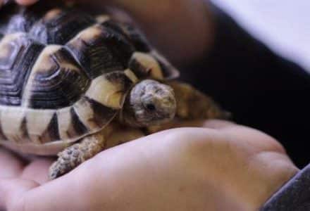 tortoise on palm of hand