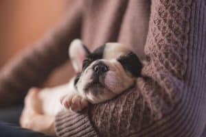 dog snugged asleep on human arm wearing jumper