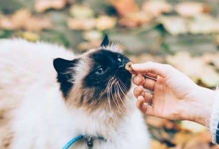 fluffy cat with nose touching woman's fingers