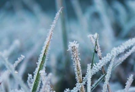 icicle frost on grass