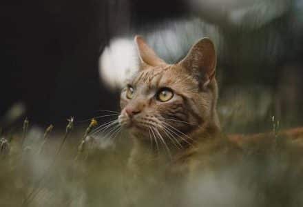 tabby cat in long grass