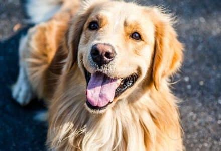 golden retriever lying down