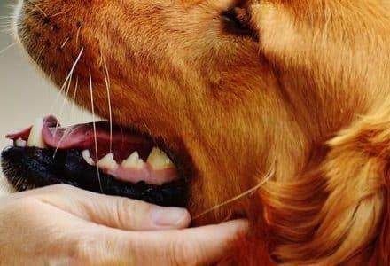 golden retriever being stroked by someone