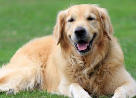 Golden retriever dog laying on grass