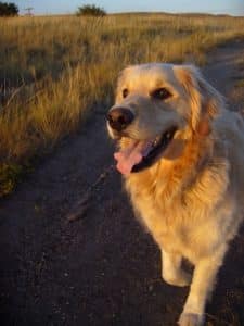 golden retriever in golden hour