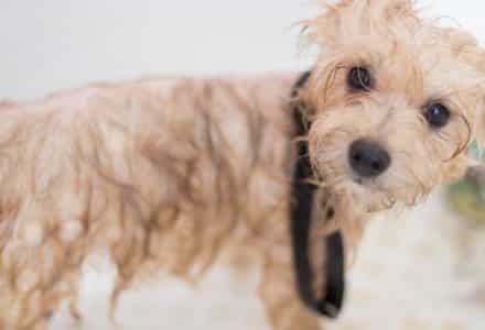 wet dog being washed