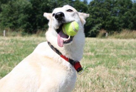 happy dog with ball