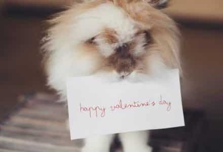 fluffly animal holding card with happy anniversary on