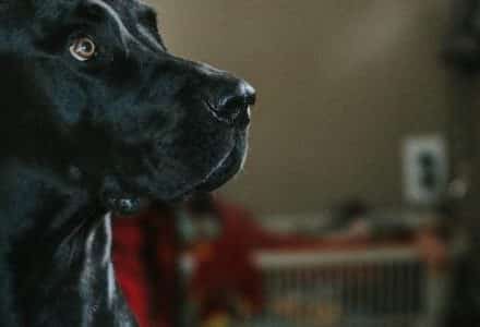 Dog looking suprised