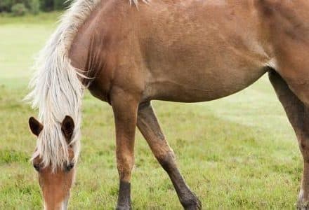 horse eating in a field
