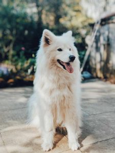 Husky dog sitting in garden