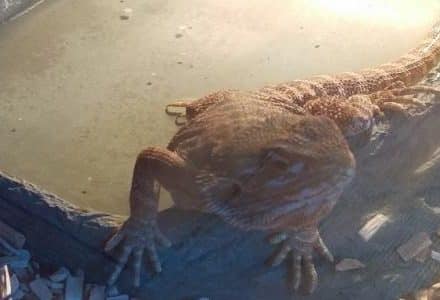 Cookie the Bearded Dragon