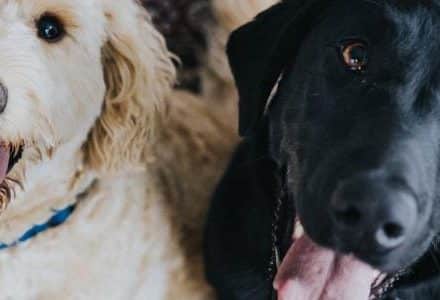 Two dogs looking