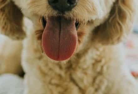 dog with tongue out