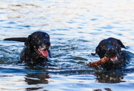 2 black dogs swimming in open water. One carrying stick in mouth