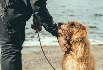 dog and man on the beach