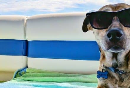 dog with sunglasses