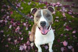 happy dog on a lead