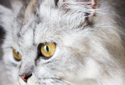 close up of face of silver cat