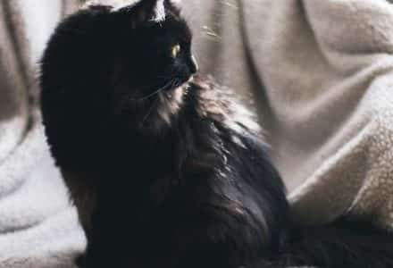 cat on the armchair