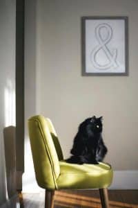cat on a chair