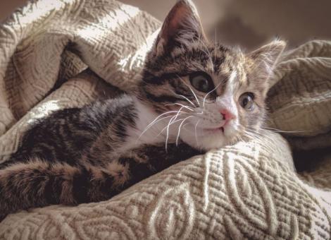 tabby cat laying on cream blanket