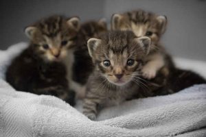 cute kittens on a towel