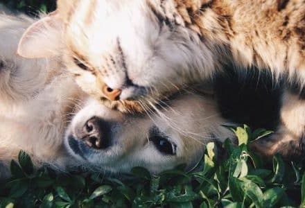 Dog and cat cuddling