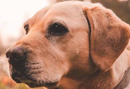dog in the garden