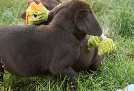 labrador puppies playing in the garden