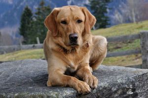 labrador lying on a slab of rock by a mountain