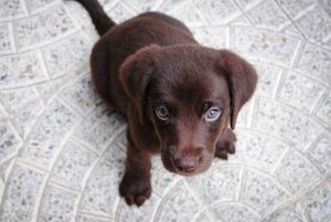 dog puppy looking up on marble floor