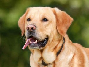 labrador closeup in a garden