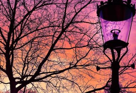 lampost and tree