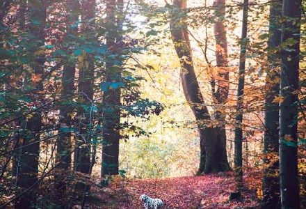 dog in the forest