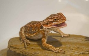 Lizard eating a bug