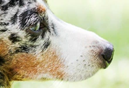 closeup of dog in garden