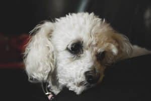 maltese dog on sofa