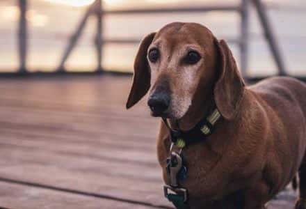 dog on the beach pier