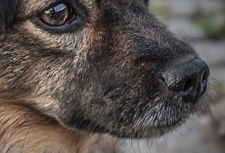 dog closeup
