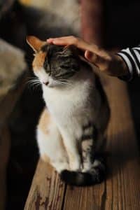 cat sitting on table with human hand stroking head