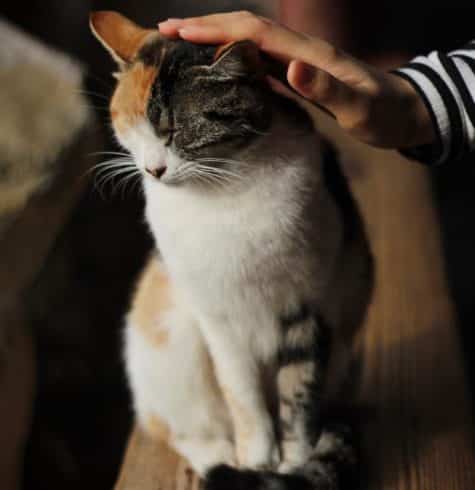 cat sitting on table with human hand stroking head