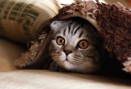 Cat hiding under a blanket
