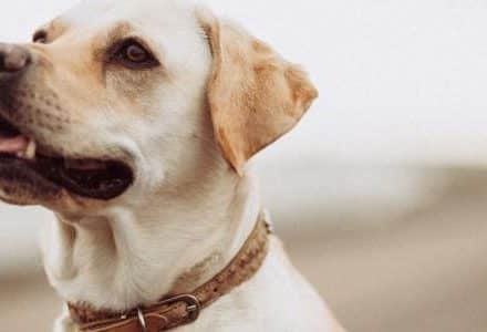 dog on the beach