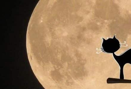 cat illustration on the moon